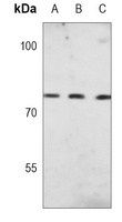 Calpain 2 Antibody