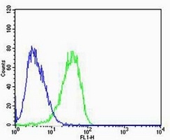 Calpain 2 Antibody