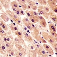 Anti-c-FER Antibody