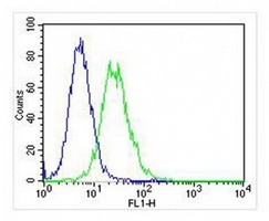 Anti-MGMT Antibody