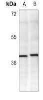 CD326 Antibody