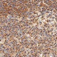 CD326 Antibody