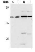 CREB Antibody