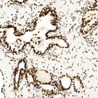 CREB Antibody