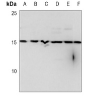 Histone H2A.X Antibody