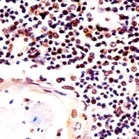 Histone H2A.X Antibody