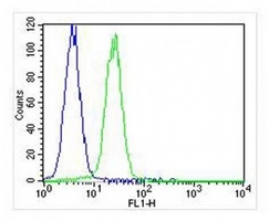 Anti-TIMP2 Antibody