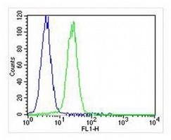 TIMP2 antibody