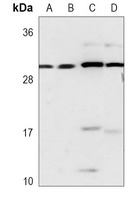 RPA2 Antibody