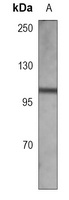 VAV1 Antibody