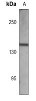 CD13 Mouse Monoclonal Antibody