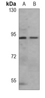 B-RAF Antibody