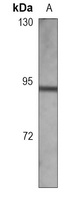 Gamma-catenin Antibody