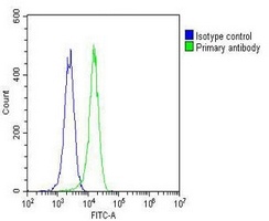 Anti-ETS1 Antibody