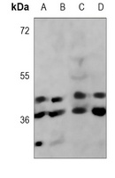 FDPS Antibody