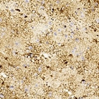 Anti-GFAP Antibody