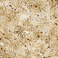 GFAP antibody