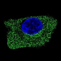 Anti-CD107b Antibody