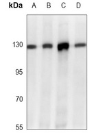 E Cadherin Antibody