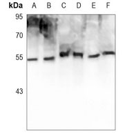VDR Antibody