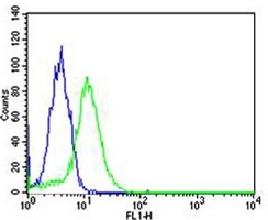 Anti-Topoisomerase 1 Antibody