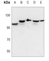 CD107a Antibody [KO/KD Validated]