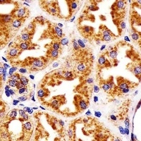 CD107a antibody