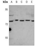 GRP78 Antibody