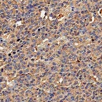 CD117 Antibody