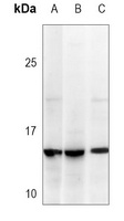 Thioredoxin 1 Mouse Monoclonal Antibody