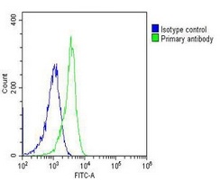 Anti-ALDOC Antibody