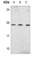 PGP9.5 Antibody
