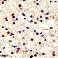 PGP9.5 Antibody