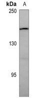 PDGFR beta Antibody