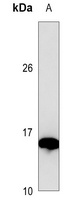 Galectin 1 Antibody