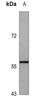 CD16 Mouse Monoclonal Antibody