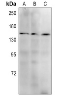 c-Met Antibody