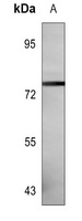 CD55 Antibody