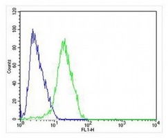 CHRM2 antibody