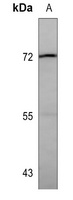 HSP72 Antibody