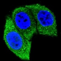 HSP72 Antibody