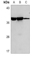 ERCC1 Antibody