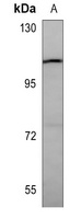 RET Antibody
