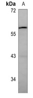 c-Yes Mouse Monoclonal Antibody