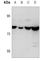 Calpain 1 Antibody