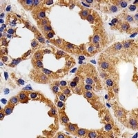 Calpain 1 Antibody