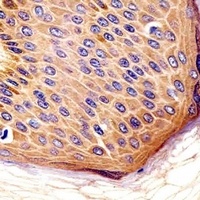 Anti-CD115 Antibody