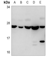 EIF4E Antibody