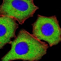 EIF4E Antibody