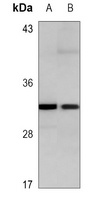 CDC2 Mouse Monoclonal Antibody